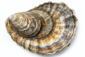 Fototapeta premium Wild Eastern oyster Crassostrea virginica found in Atlantic and Gulf estuaries brackish waters isolated on white background top view