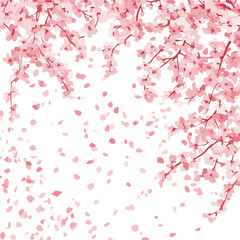 Fototapeta premium Elegant Cherry Blossom Background Vector Illustration