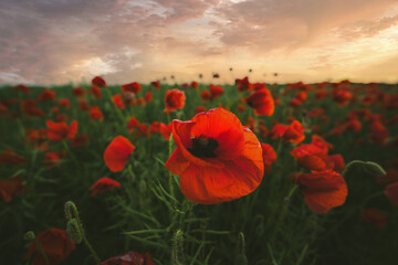 Sunset over poppy field on countryside. Selective focus