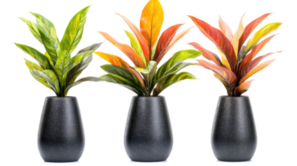 Tropical Plants With Vibrant Foliage in Modern Black Vases Generative AI