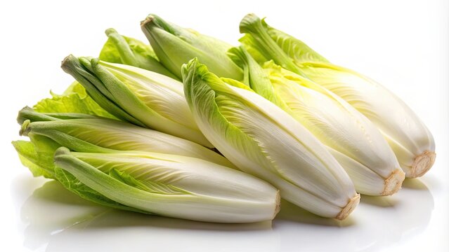 Fresh raw organic Belgian endive on a white background, endive, organic, fresh, vegetable, healthy, white background, raw