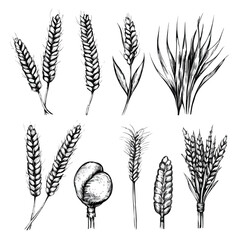 Detailed Engraving of Wheat Ear - Agricultural Abundance