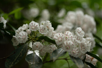 white flowers in the garden