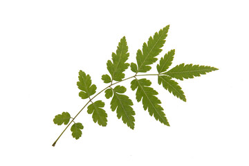 A perfect shape rule of a leaf