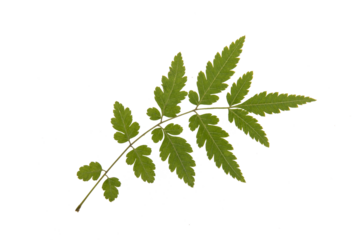 A perfect shape rule of a leaf