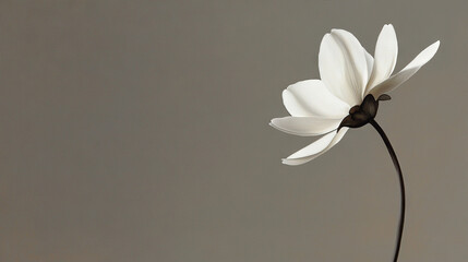 Fototapeta premium A high-resolution photograph of a white flower on a green stem against a gray backdrop, with a clear focus on the delicate petals and intricate veining