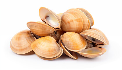Closeup of Brown Clam Shells Isolated on White Background