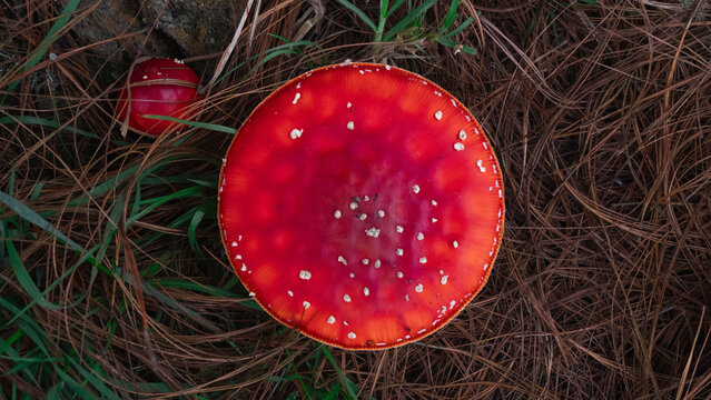 Hongo amanita muscaria