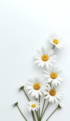 Obraz premium white daisies on a white paper texture background with copy space