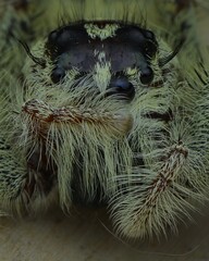 close up hylus diardi jumping spider