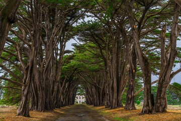Picturesque tree-lined road to historic building