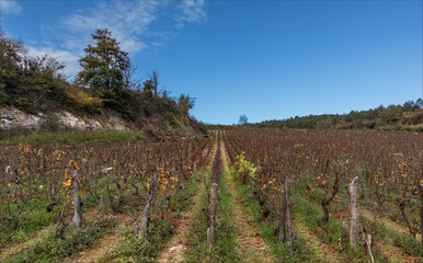 Vineyard displaying white indicator attached to the vines where a bush needs to be replaced