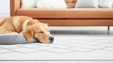 A stylish living room with a leather sofa, featuring a dog bed placed conveniently next to it, creating a comfortable and pet friendly space.