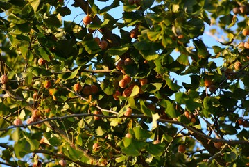 ギンナン（銀杏）の実　鴨脚子