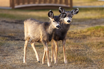 late summer fawn twins