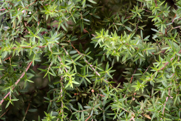 Manuka green leaves on natural background.top view.