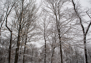 trees covered with snow in winter during the snow storm