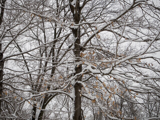 trees covered with snow in winter during the snow storm