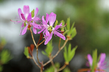 Pink Azalea flower - Asticou Azalea garden, Maine