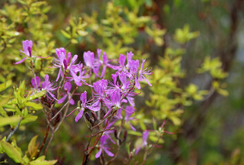 Azalea flowers - Asticou Azalea garden, Maine