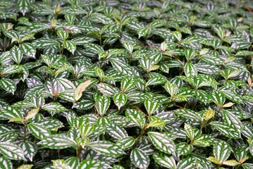 Bush of pilea cadierei plant leaves in the garden