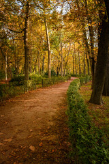 Sendero con curvas en el parque. Sensación de paz y calma. Bosque de colores cálidos. Imagen vertical