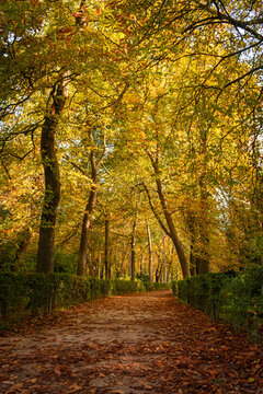 Camino de tierra en el parque. Sensaci&oacute;n de calma y libertad. Bosque oto&ntilde;al. Imagen vertical