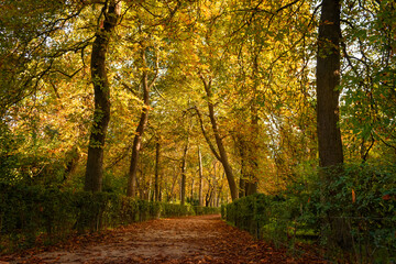 Sendero en bosque con follaje amarillo. Paisaje dorado y melancólico en Madrid, España.
