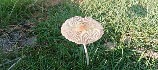 toadstool close up on needle grass