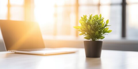 A potted plant on a desk with a laptop in a bright office, symbolizing productivity and a touch of nature.
