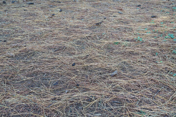 ヒマラヤ杉の落ち葉