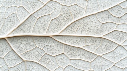 Intricate patterns of a dried leaf's surface
