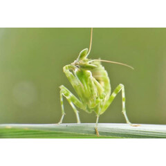 praying mantis