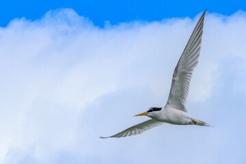 青空バックに餌を探して悠然と飛ぶ繁殖期のコアジサシ