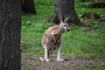 Red Kangaroo standing-up