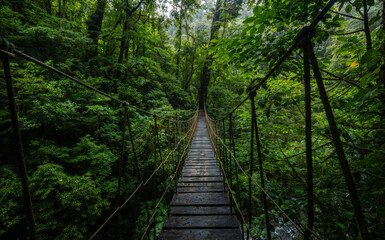 suspension bridge in the rain forest in Costa Rica