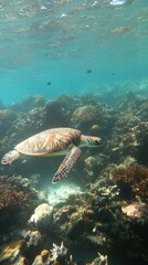Obraz premium Hawksbill sea turtle swimming over coral reef in tropical ocean
