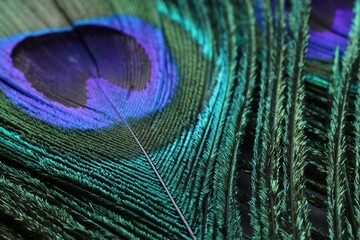 Naklejka premium Beautiful bright peacock feather as background, macro view