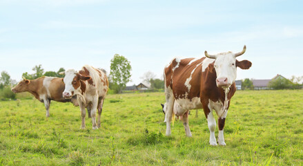 Beautiful cows grazing on green grass outdoors