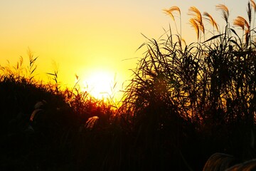 幻想的な夕景　河川敷の夕方　ススキ