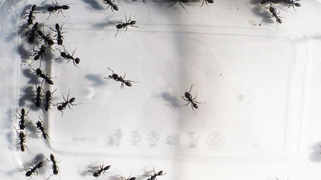 ants on white background
