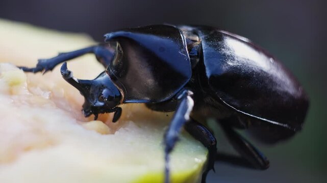 A great tropical rhinoceros beetle with eating. view of hole beetle and head. Beetle in nature. Xylotrupes gideon.