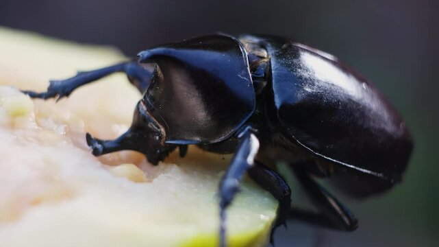 A great tropical rhinoceros beetle with eating. view of hole beetle and head. Beetle in nature. Xylotrupes gideon.