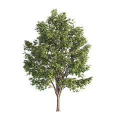 Single Tree isolated on transparent background. big old tree with green leaves stands alone on transparent background. Isolated tree on white background. side view of cutout tree. Big Old tree Png.