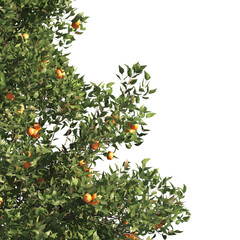 Green tree branch isolated on transparent background. Orange tree branch isolated on transparent background. Corner tree isolated on transparent background. Green leaves for corner png.