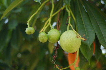 Green Fruit with A Glimpse of New Life