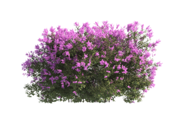 flower bush isolated on transparent background. Single Tropical plant purple flower fence bush green shrub tree transparent on white background. purple flower bush with green leaves png.