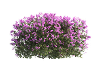 flower bush isolated on transparent background. Single Tropical plant purple flower fence bush green shrub tree transparent on white background. purple flower bush with green leaves png.