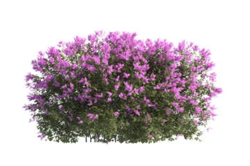 flower bush isolated on transparent background. Single Tropical plant purple flower fence bush green shrub tree transparent on white background. purple flower bush with green leaves png.