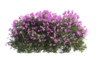 flower bush isolated on transparent background. Single Tropical plant purple flower fence bush...